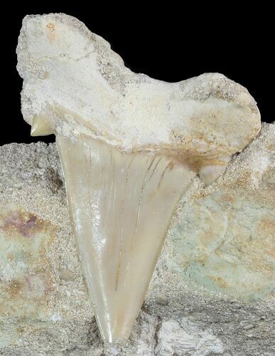 Otodus Shark Tooth Fossil In Rock - Eocene #47727